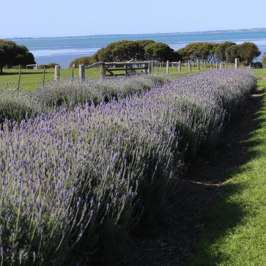 Lavender Body Oil - 50ml