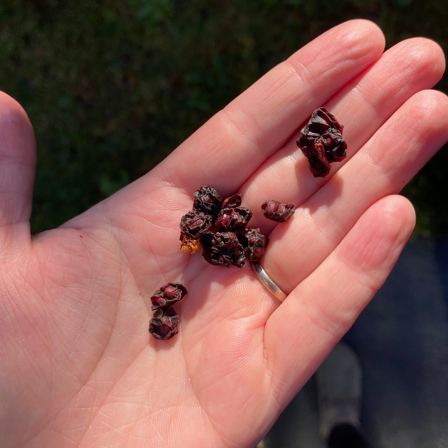 Schisandra Elixir - 50ml