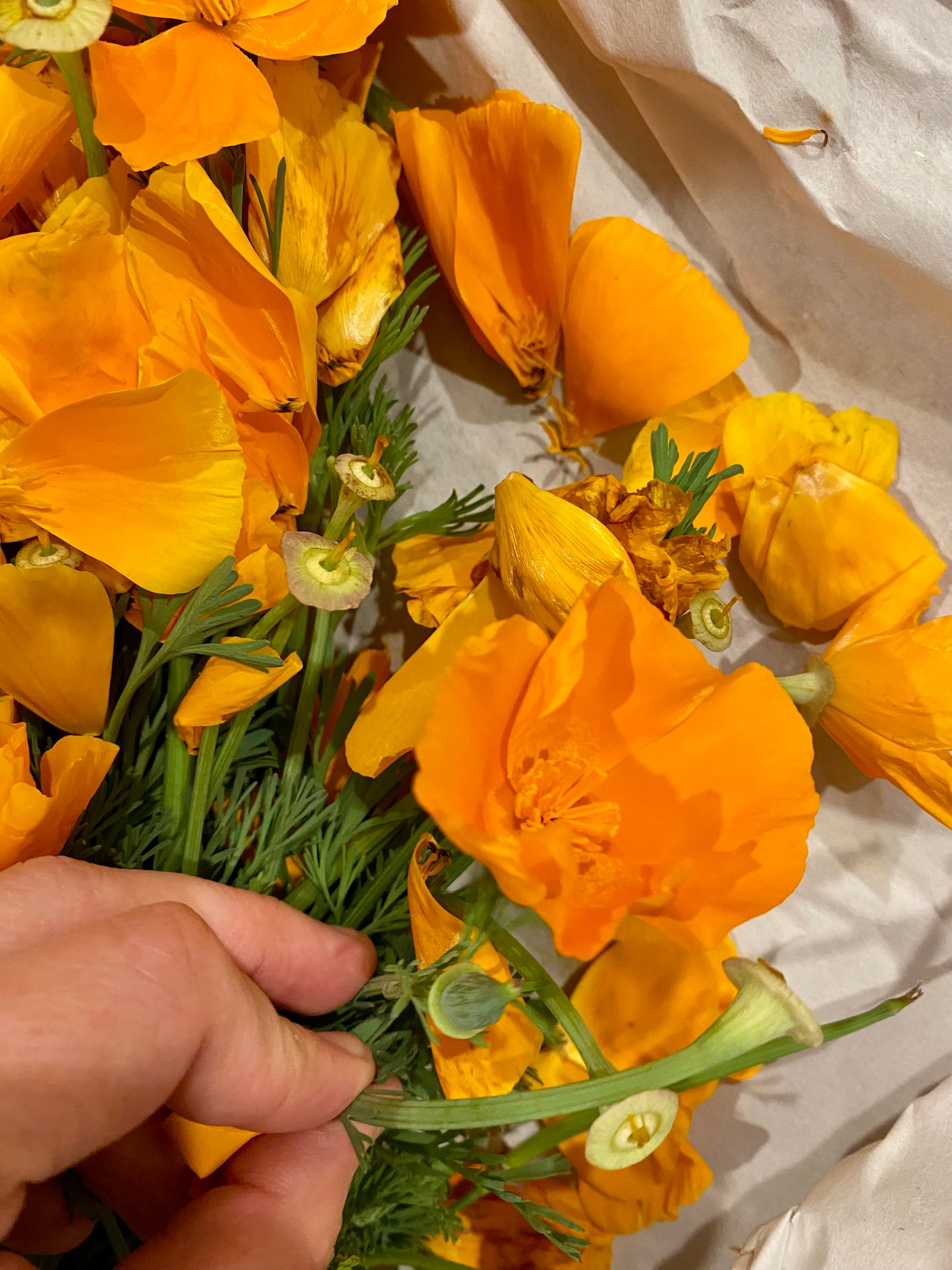 California Poppy - 50ml