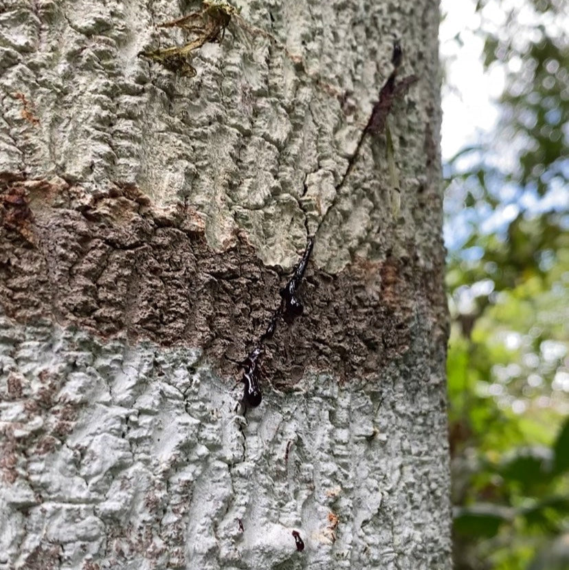 Pure Amazonian Dragon's Blood - 30ml