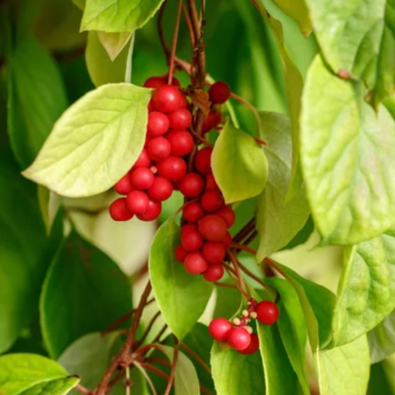 Schisandra Elixir - 50ml