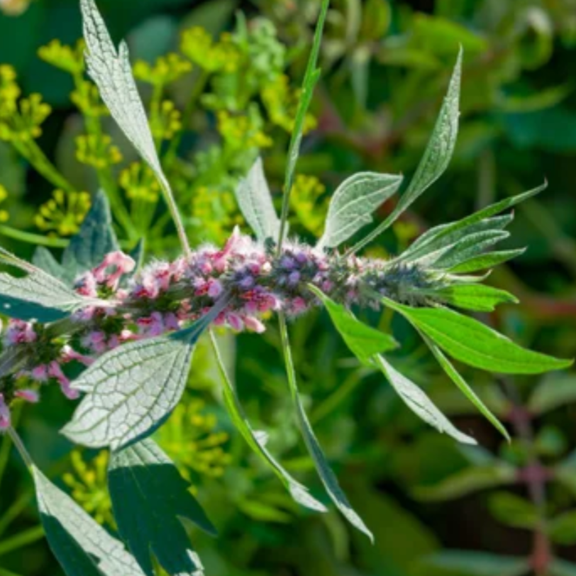 Motherwort Elixir - 50ml