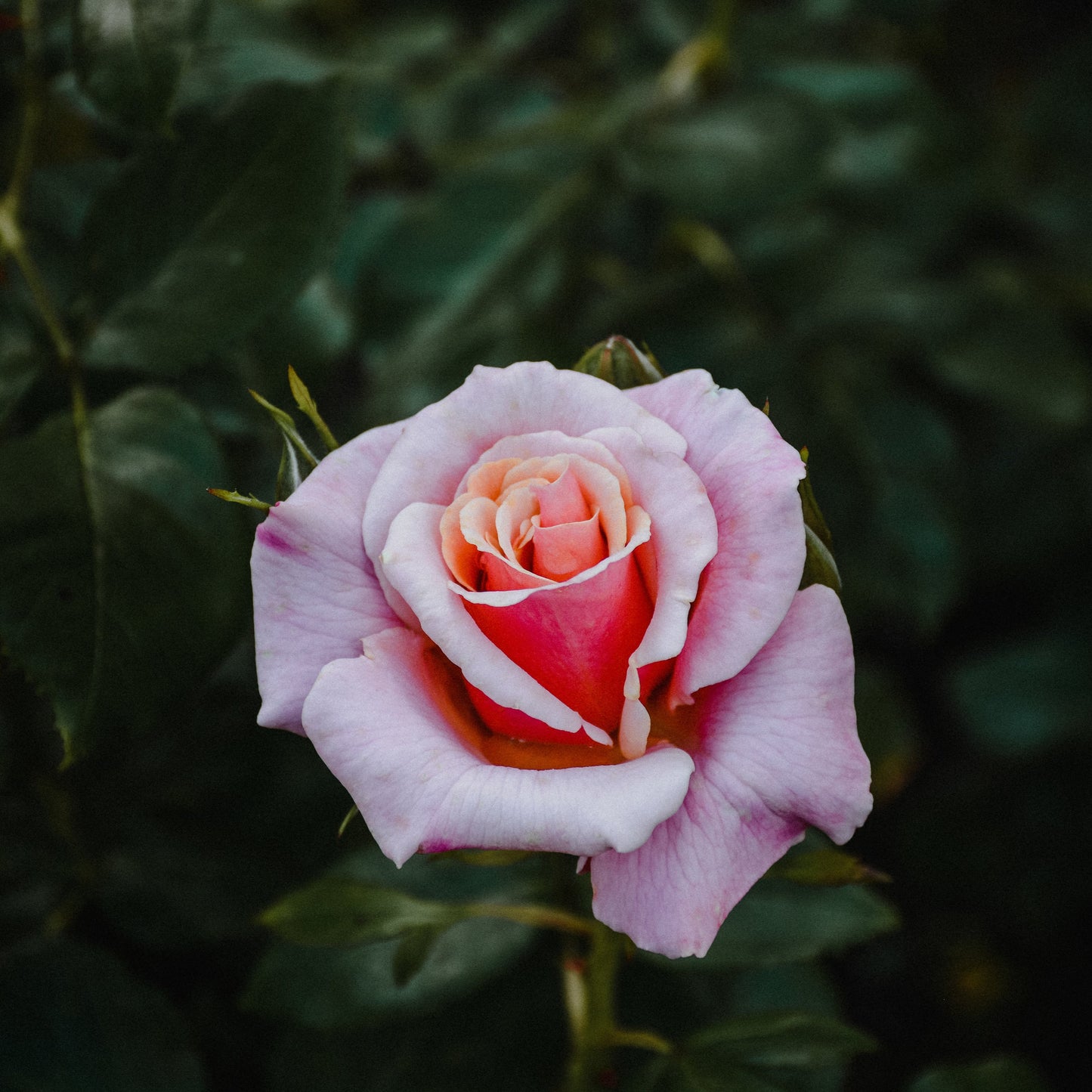 Nettle & Rose Gift Card